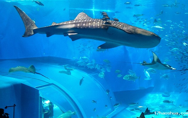 水族馆&水产养殖